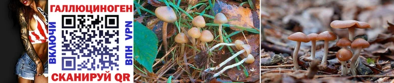 магазин продажи   Демидов  Галлюциногенные грибы Psilocybine cubensis 